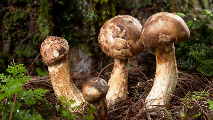 Cận cảnh loại nấm mọc trên núi 'đắt hơn vàng ròng' được săn đón ở Nhật Bản 