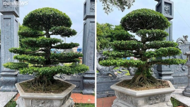 Tại sao cây sanh thường được trồng theo cặp?