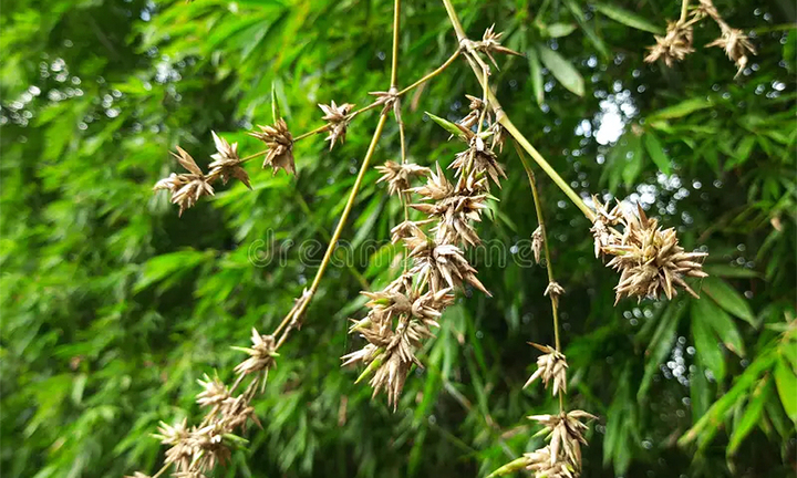 Tại sao người xưa nói 'tre trúc nở hoa là tai ương sắp tới'?