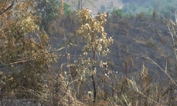 Kon Tum: Đốt rẫy làm cháy gần 9ha rừng thông ba lá