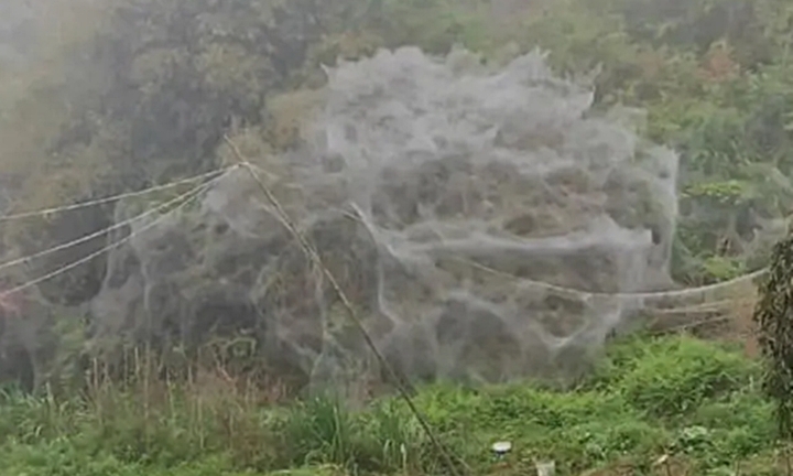 Mạng nhện khổng lồ như động bàn tơ xuất hiện sau một đêm khiến dân làng sợ hãi