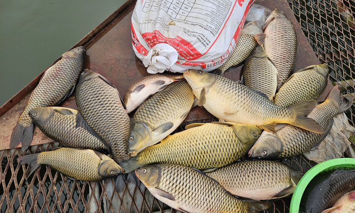 Nguyên nhân gần 1.000 tấn cá lồng chết ở Hải Dương