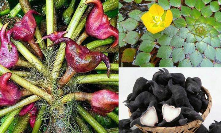 Ăn củ ấu có tác dụng gì?