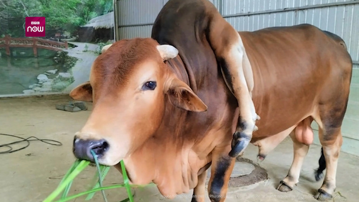 Kỳ lạ bò 6 chân, 2 đuôi được trả giá gần 6 tỷ đồng