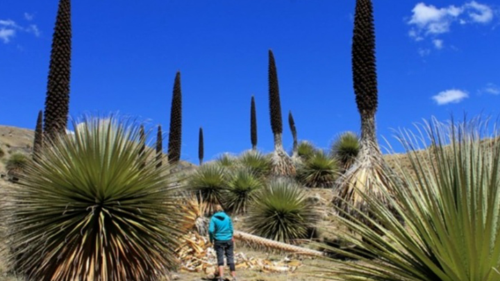 Chiêm ngưỡng 'Nữ hoàng Andes' 100 năm ra hoa một lần