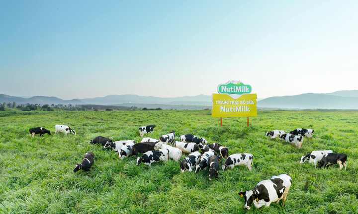 Mang Yang – Gia Lai hội đủ yếu tố để trở thành 'thiên đường bò sữa' Việt Nam