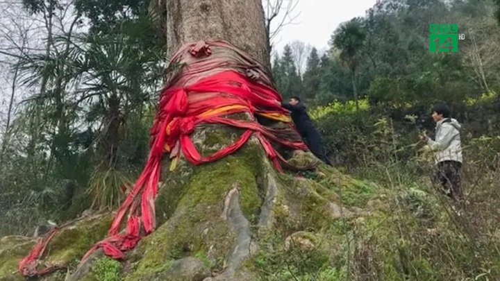 Vì sao gỗ Nanmu vàng có giá 800 tỷ đồng?