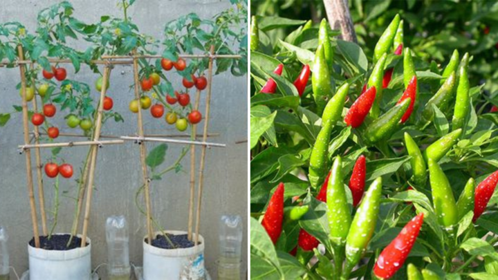 Trồng rau ngoài ban công nên chọn 2 loại này để có năng suất cao