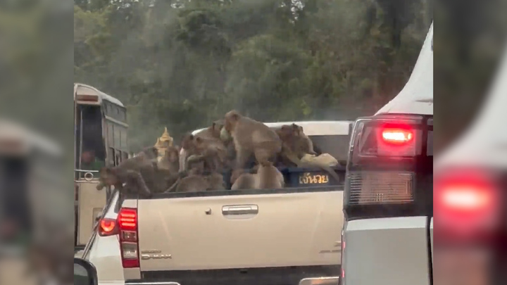 Đàn khỉ bao vây xe bán tải cướp thức ăn
