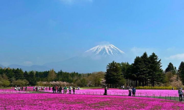 10 cánh đồng hoa đẹp nhất thế giới