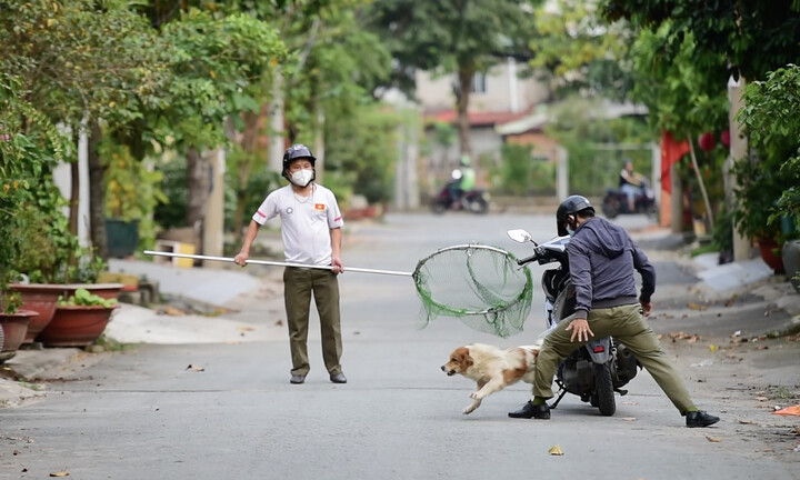 TP.HCM có thể thí điểm gắn chip để quản lý chó, mèo