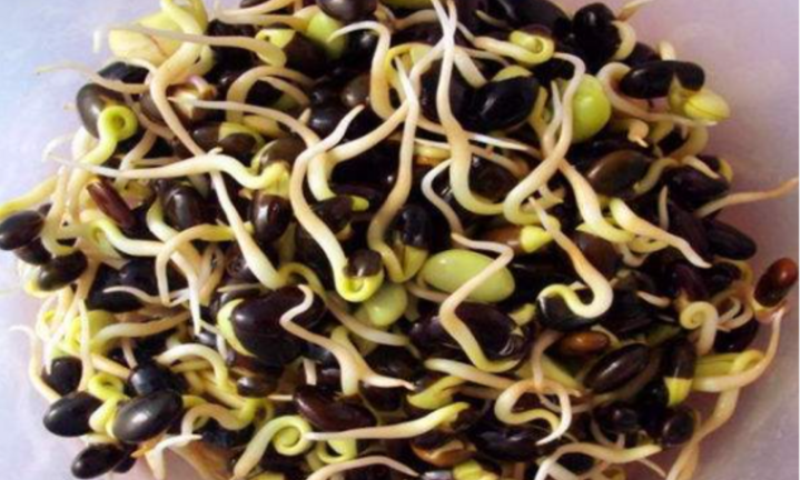 Đỗ đen nảy mầm có ăn được?