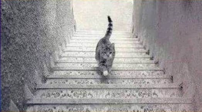 Bức ảnh gây tranh cãi: Con mèo đang đi lên hay xuống?