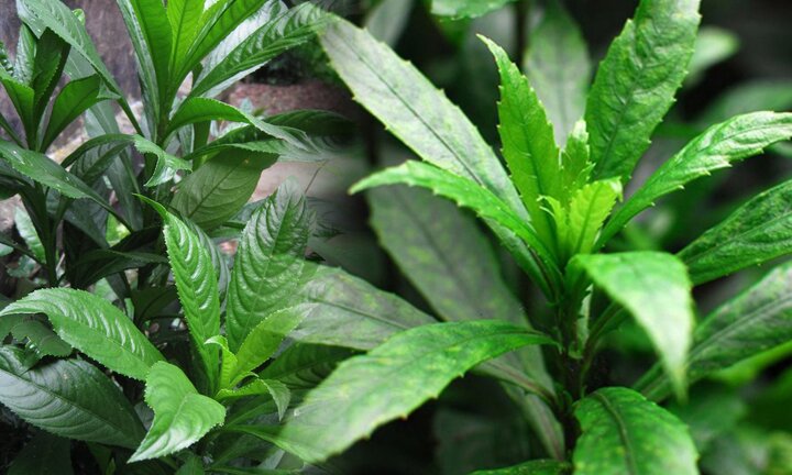 Uống nước lá xương sông có tác dụng gì cho sức khỏe?