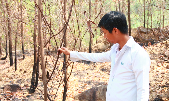 Nông dân Quảng Nam bất lực nhìn rừng keo cháy lớn, thiệt hại tiền tỷ