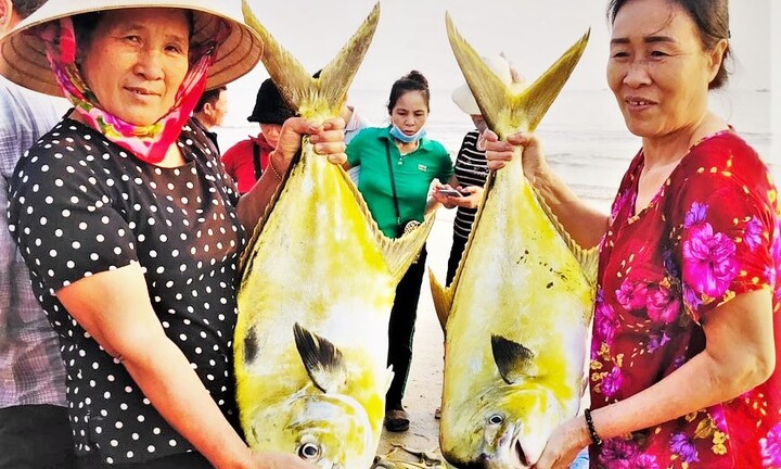 Ngư dân trúng mẻ cá chim vàng hơn 350 triệu đồng