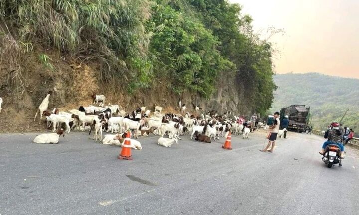 Xe chở hơn 100 con dê gặp tai nạn, dân chung tay mua ‘giải cứu’