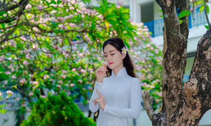 Hoa sứ khoe sắc làm bừng sáng góc sân trường ở thành phố biển Quy Nhơn