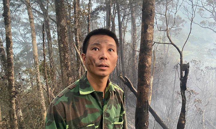 Lào Cai: Căng sức chữa cháy, cứu quần thể pơ mu lớn nhất huyện Văn Bàn