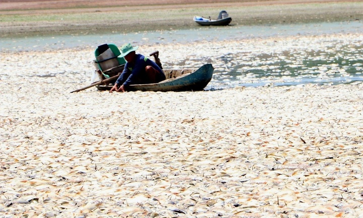 Hơn 100 tấn cá chết trắng lòng hồ Sông Mây, Đồng Nai