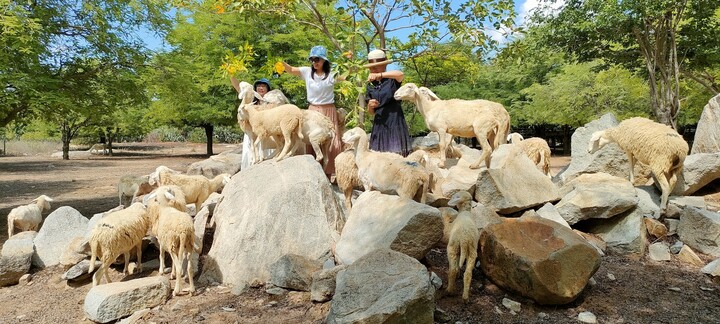 Biến 'nắng như rang, gió như phang' thành sự giàu có
