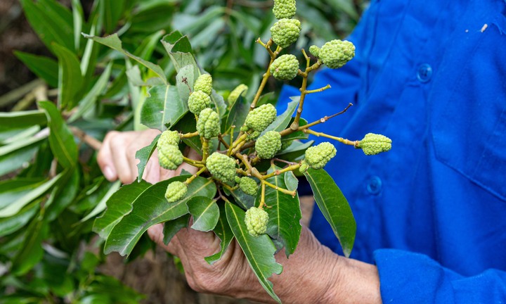 Vải thiều mất mùa, doanh nghiệp giảm sản lượng xuất khẩu