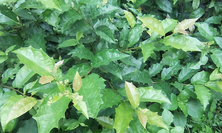 Xạ đen có tác dụng gì?