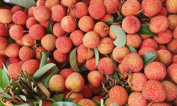 Vải u hồng chín sớm, giá cao ngất hơn 100.000 đồng/kg vẫn hút khách