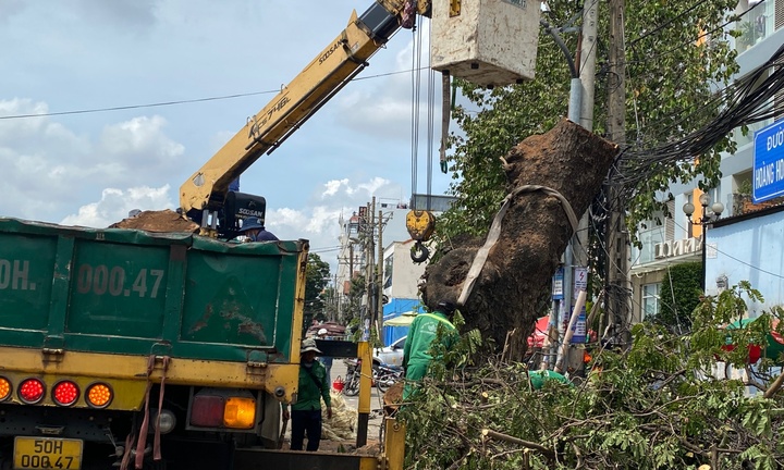 Đốn hạ cây me tây có đường kính gần 2m để mở rộng đường vào sân bay Tân Sơn Nhất