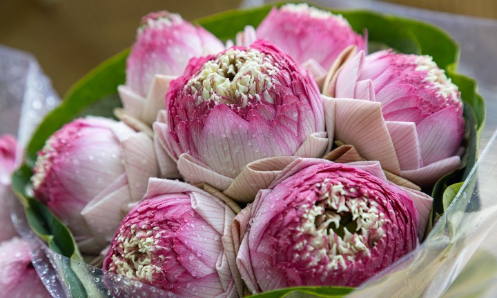 Hoa sen Quan Âm 'nở rộ' khắp phố, hút hồn người Hà Nội