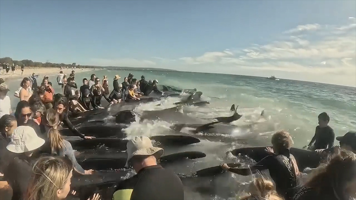 Hàng trăm người chạy đua giải cứu đàn cá voi mắc cạn