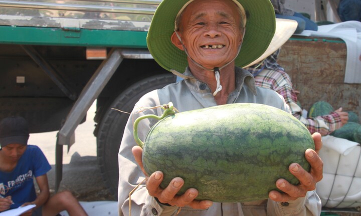 Nông dân 'thủ phủ' dưa hấu ở Quảng Nam thắng lớn nhờ được mùa, được giá