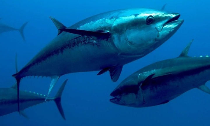 Cá biển hay cá nước ngọt tanh hơn?