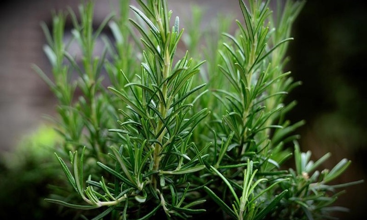 Những loại lá giúp cơ thể thơm ngát như dùng nước hoa