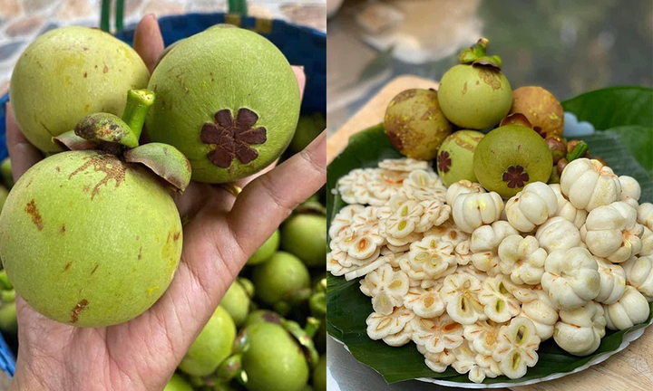 Măng cụt xanh lại sốt xình xịch, giá nửa triệu đồng/kg