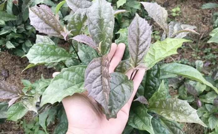 Nên uống xạ đen tươi hay khô?