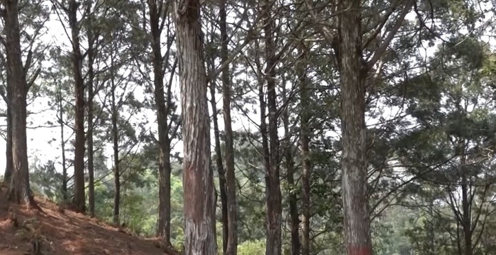 Ngắm những cây Pơ mu quý hiếm trên đất Mù Cang Chải