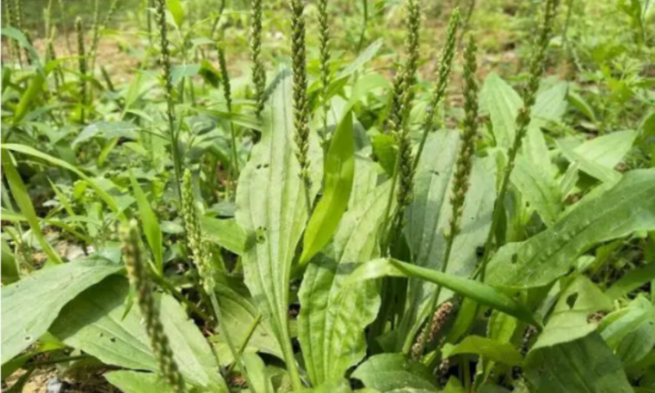 Nước lá mã đề có tác dụng chữa bệnh tuyệt vời ra sao?