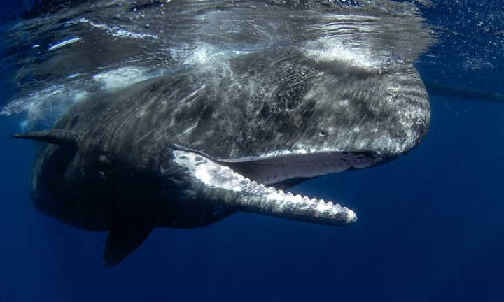 Phát hiện giúp con người có thể giao tiếp với loài vật lần đầu tiên