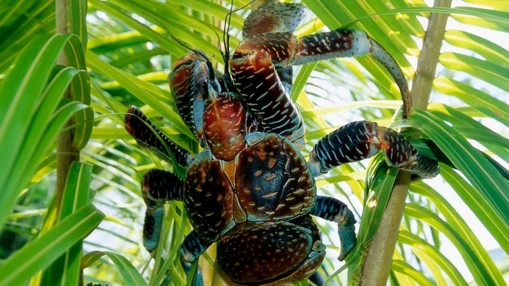 Loài cua nặng 4 kg biết bóc tách vỏ dừa