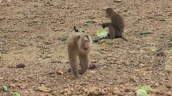 Ngắm đàn khỉ quý hiếm trên đảo giữa vườn quốc gia Vũ Quang