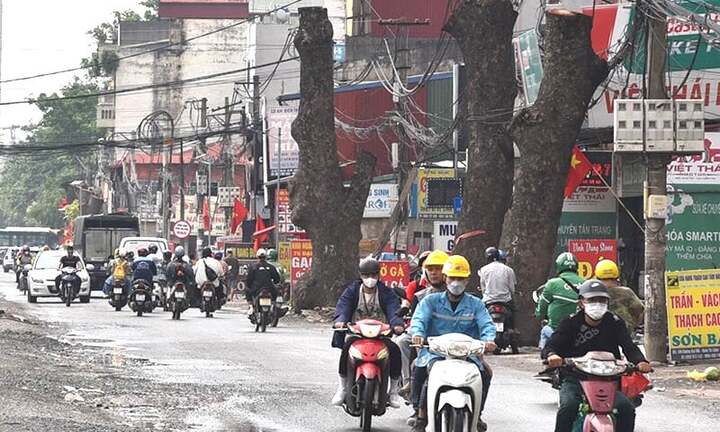 Hàng cây xà cừ bị cắt ngọn trơ trụi để phục vụ mở đường ở Hà Nội