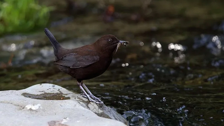Loài chim lặn suối săn mồi nhanh như chớp