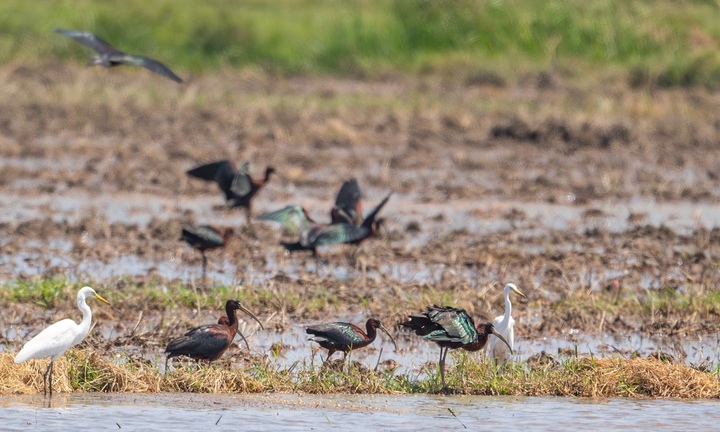 Loài chim quý lần đầu xuất hiện ở miền Trung