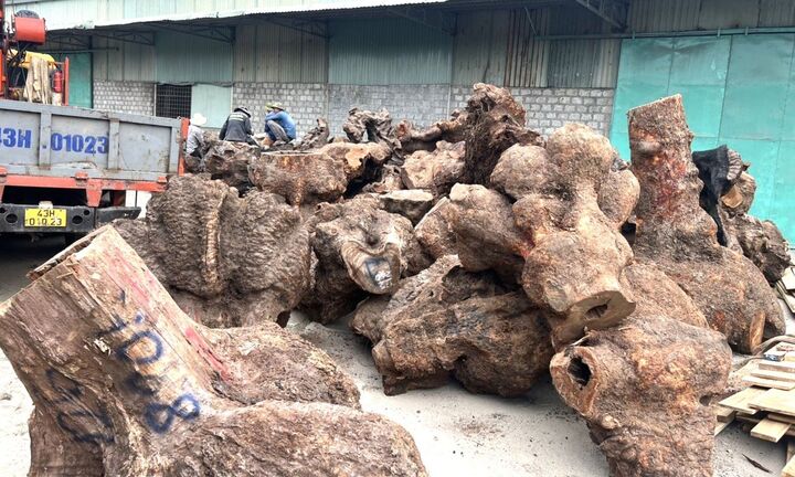 Bắt quả tang 5 xe tải chở gỗ xá xị trái phép