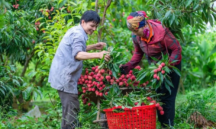 Bắc Giang bắt đầu thu hoạch vải thiều, giá tại vườn khoảng 35.000 đồng/kg