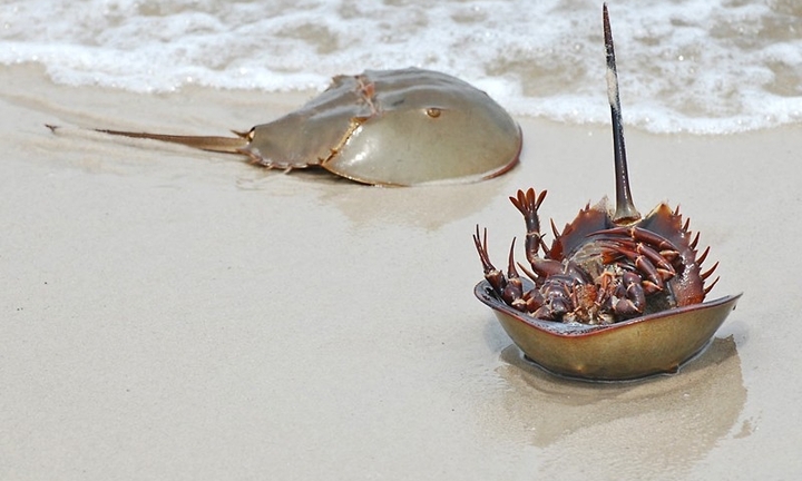 Người đàn ông ngộ độc sau ăn so biển