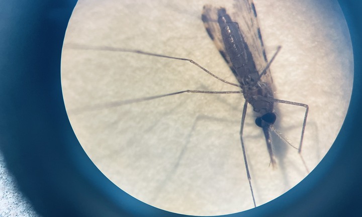 Người nhóm máu O bị muỗi đốt nhiều hơn?