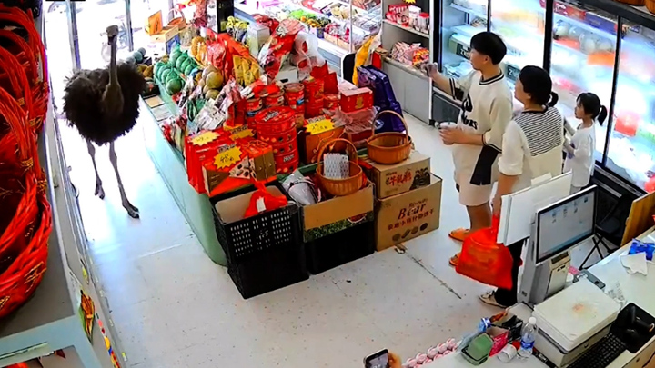 Đà điểu 'đại náo' đường phố, xông vào cửa hàng tiện lợi 