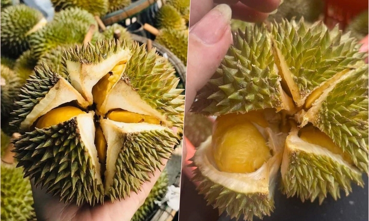 Sầu riêng mini giá rẻ bèo đổ bộ chợ Việt